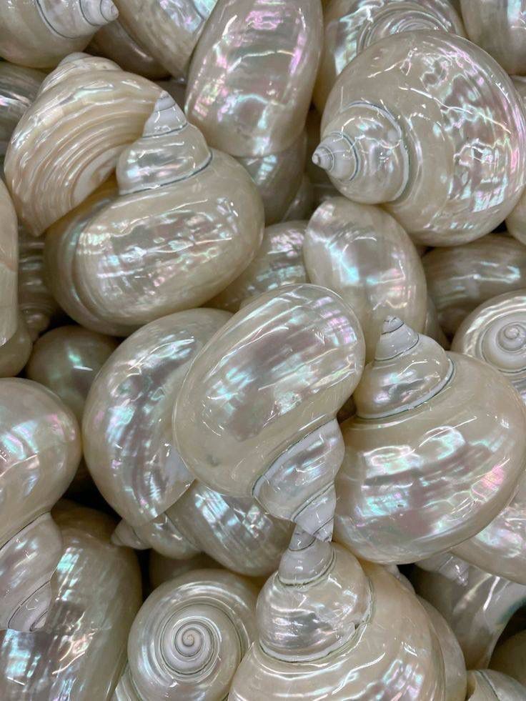 Perlmutt-Muscheln — Fülle, Natur, Schönheit